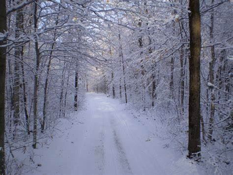 snowy trees